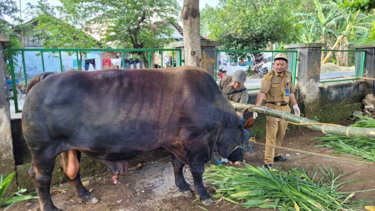 Hewan Qurban Banmas Presiden di Blora