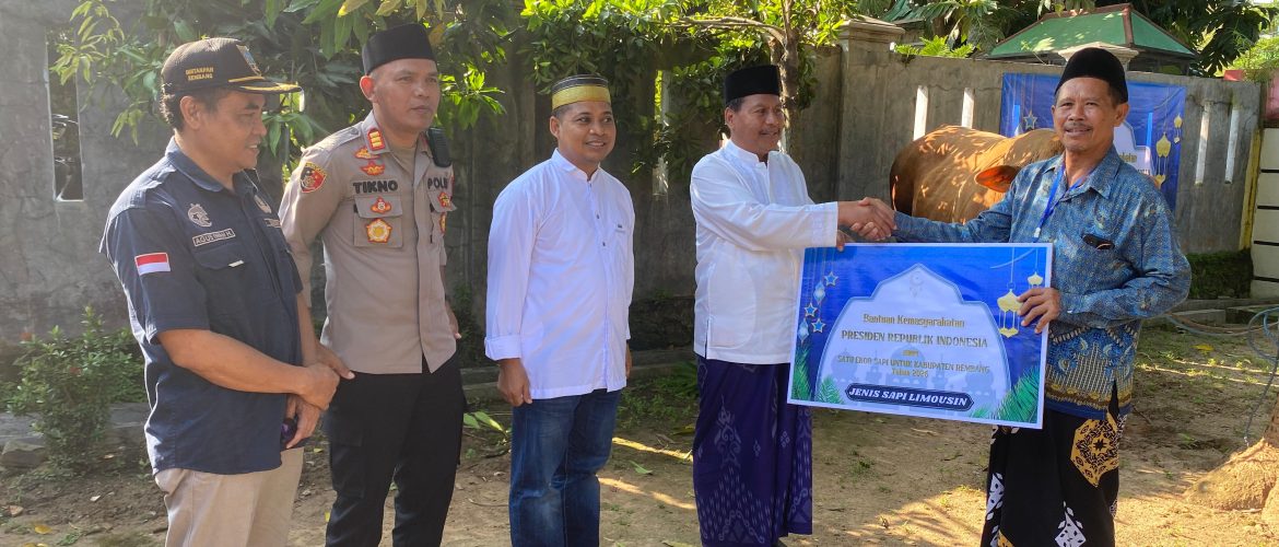Sapi Kurban Banmas Presiden di Rembang