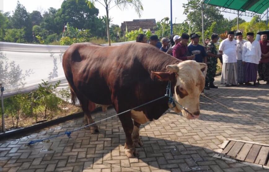 Sapi Kurban Presiden di Kudus