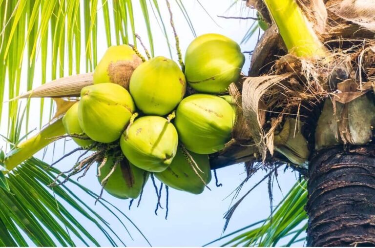 Kelapa