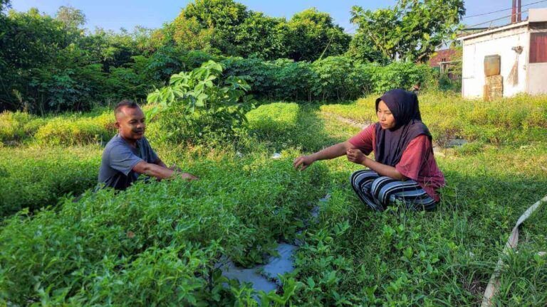 Petani Kemangi di Blora