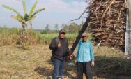 Perhutani Blora Panen Tebu Agroforestry, Dongkrak Ekonomi Warga Desa Hutan