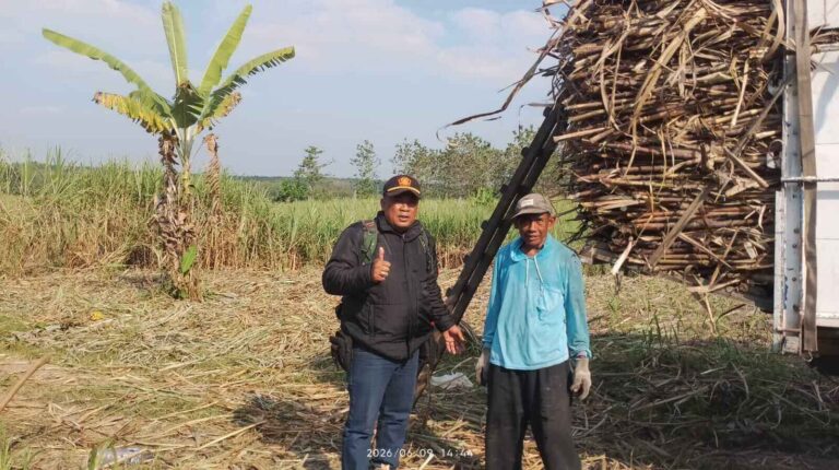Perhutani Blora Panen Tebu Agroforestry