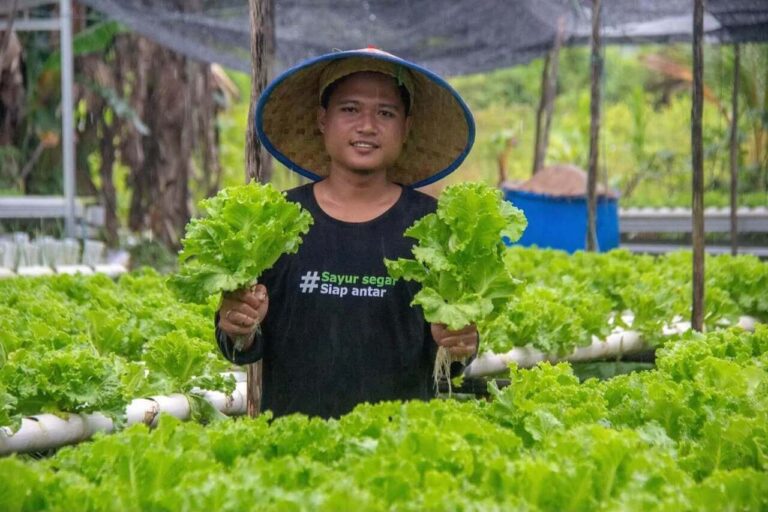 Petani Sayur