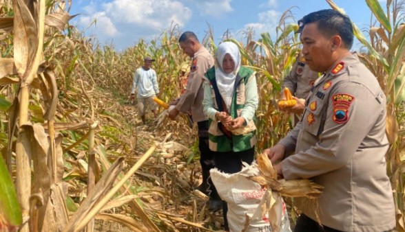 panen jagung di Desa Kandangmas