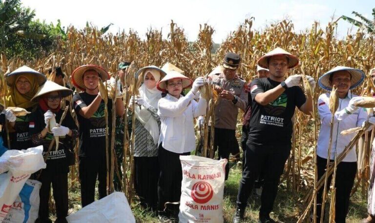 Panen Raya Jagung GP Ansor