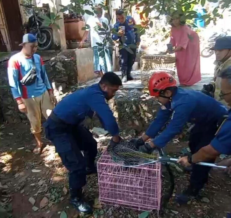 Evakuasi Lutung Jawa di Gunungpati