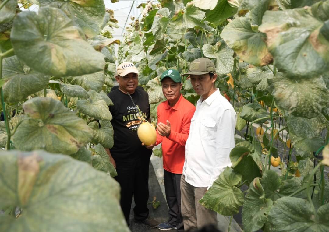 Panen Perdana Melon Premium Bumkal Sumberharjo