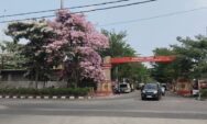 Bunga Tabebuya Bermekaran, Semarang Serasa Negeri Sakura