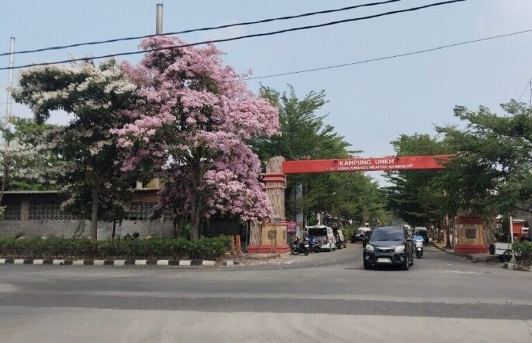 Bunga Tabebuya di Semarang