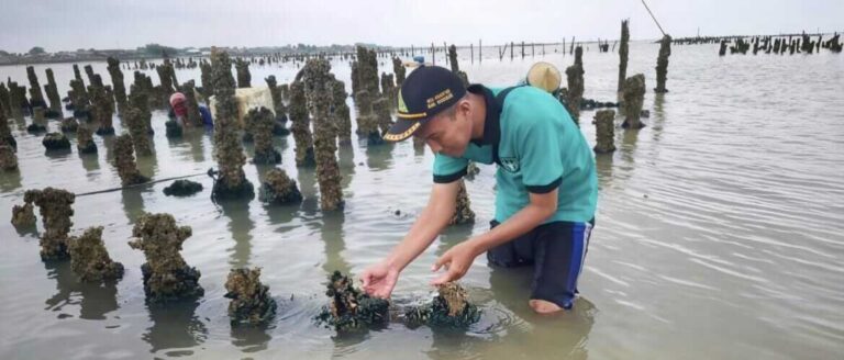 Budidaya Kerang di Rembang