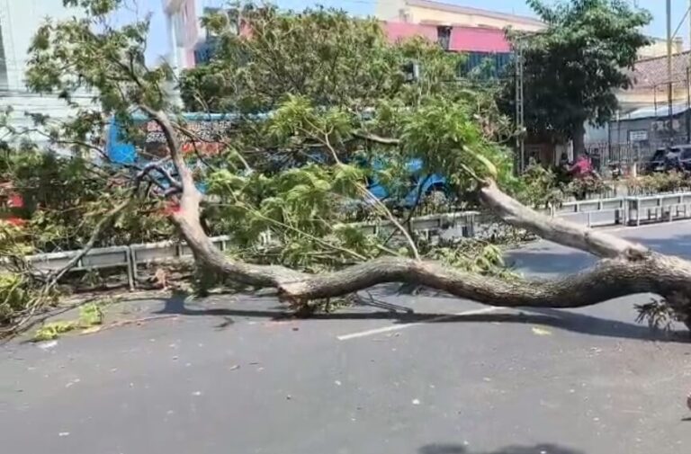 Pohon Tumbang di Jalan Pandanaran