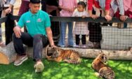 Tiga Anak Harimau Benggala Jadi Ikon Baru Semarang Zoo, Ini Harga Tiket Terbaru